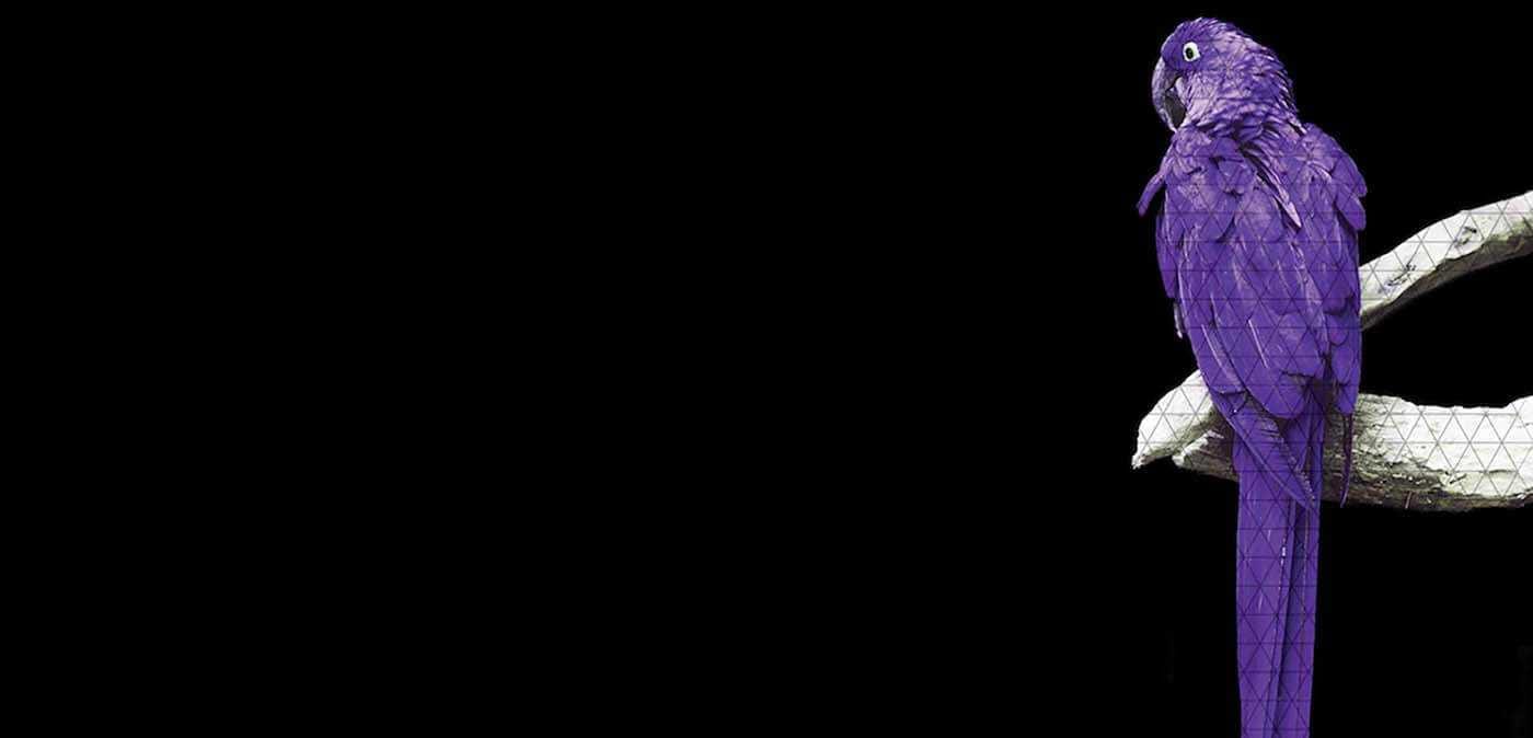 Purple parrot perched on a white geometric-mesh branch against a solid black background.