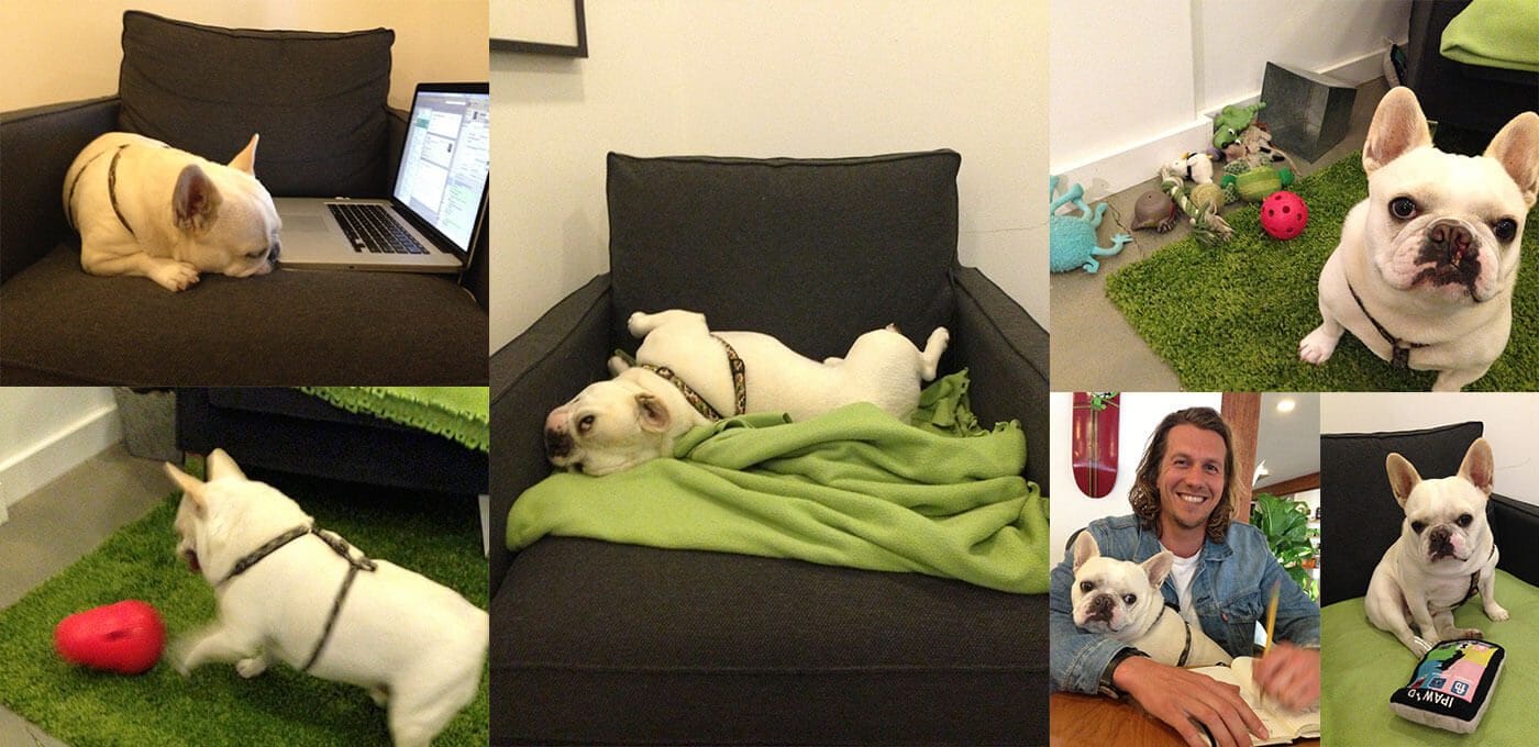 Collage of a white French Bulldog in various scenes: sleeping on a sofa with a laptop, lounging on a green blanket, and posing with a person at a table.