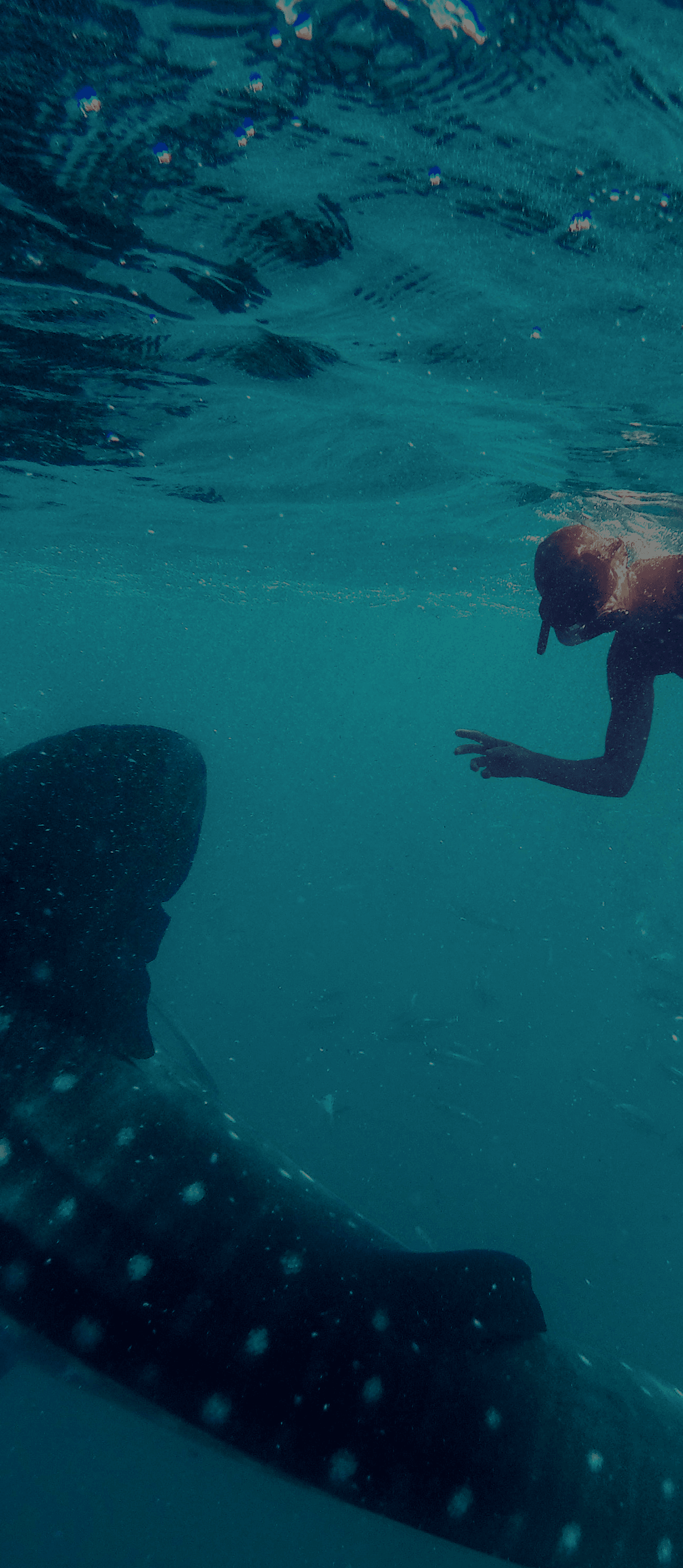 Underwater scene with a large spotted whale shark on the left and a snorkeler on the right reaching toward it.
