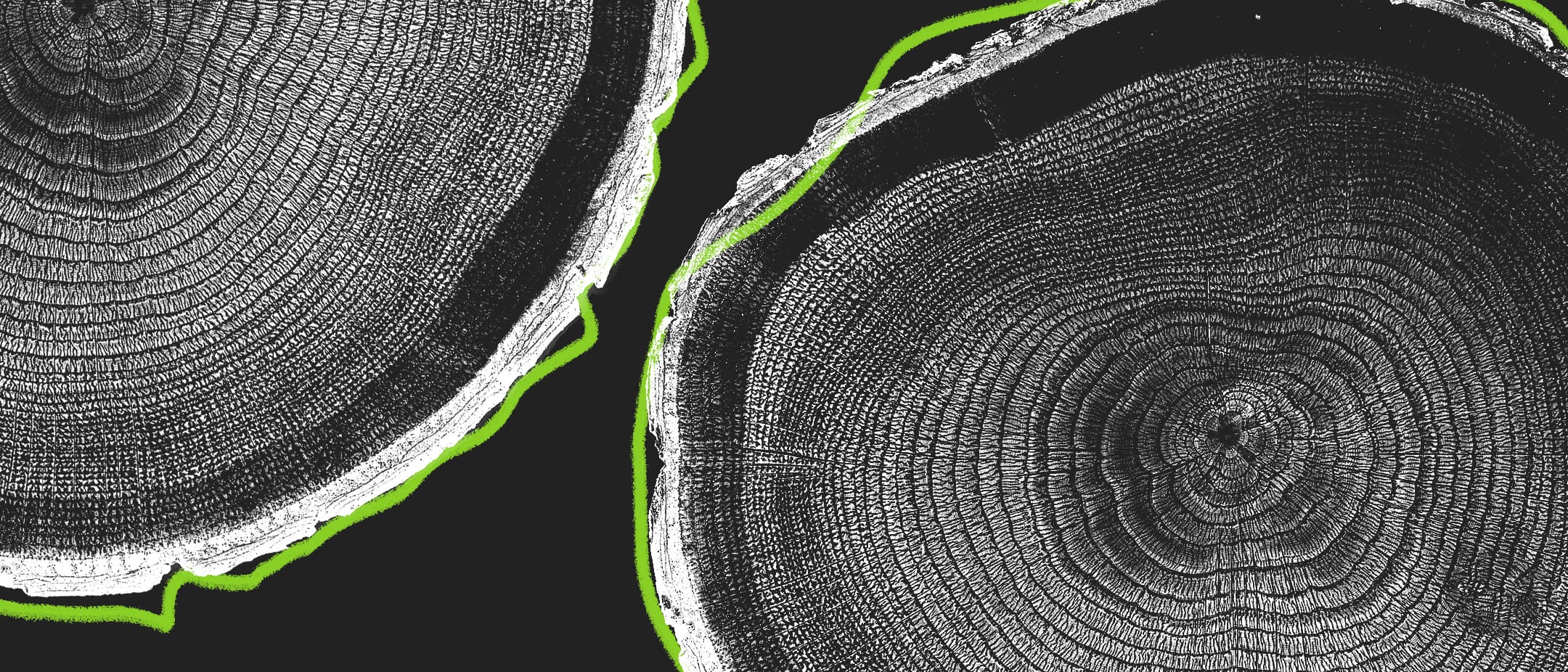 Two grayscale tree stump cross-sections with pronounced concentric rings; a crack between them outlined in neon green on a dark background.